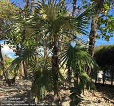 Image result for Vernonia thomsoniana