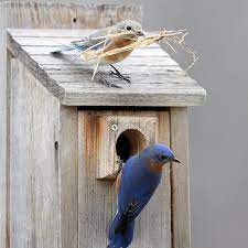 Maybe you would like to learn more about one of these? Basics Of Monitoring Bluebird And Other Birds Nest Boxes The Wood Thrush Shop