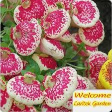 Image result for Calceolariaceae