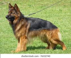 Browse 467 long haired german shepherd puppies stock photos and images available, or start a new search to explore more stock photos and images. Longhaired German Shepherd Stock Photo Edit Now 76532740
