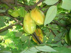 And since it's adaptable and carefree, growing in tight spaces with ease, the fuji is a must for master gardeners and beginners alike. 190 Fruit Plants Trees Ideas Fruit Plants Plants Plant Identification
