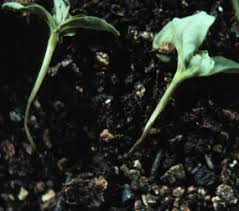 Image result for tomato seedling damping off