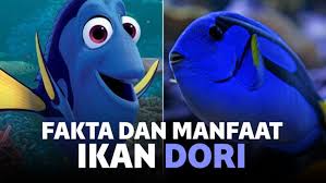 Check spelling or type a new query. Fakta Dan Manfaat Ikan Dori Yang Berbeda Dengan Filmnya