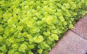Its relatively fine texture sets it apart from other garden plants with less refined foliage. Aurea Golden Creeping Jenny 18 Count Flat Of 3 5 Pots Groundcover Perennial Toe Ticklers Stepable Plants Gardener Direct