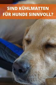 pin auf rund um den hund