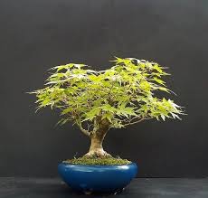 Erable Du Japon Acer Palmatum Le Jardin De Moji Erable Du Japon Bonsai Interieur Bonsai