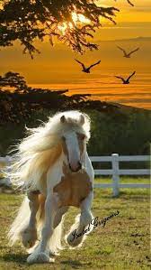 caballo hermoso pferdefotos schone pferde schonste pferde