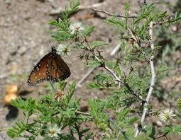 Image result for Acacia goetzei