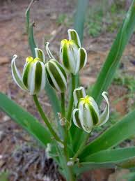 Image result for Albuca setosa