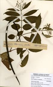 Image result for Pleioceras