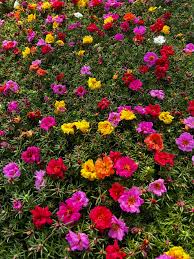 Image result for Portulaca