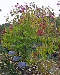 Check spelling or type a new query. Heptacodium Miconioides Seven Son Flower Seven Son Tree
