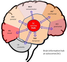 Image result for Cerebral Subcortex