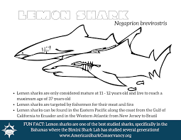 Check spelling or type a new query. Shark Smart Kid Activities American Shark Conservancy