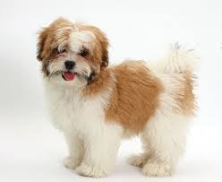 These fluffy, loving, & loyal shih tzu puppies are a good fit for families, gets along with other pets, and are affectionate. Maltese Shih Tzu Breed Information Facts Pictures Temperament And Characteristics