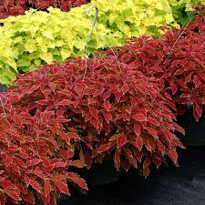 Image result for Coleus tetragonus