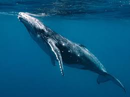 Image result for whale