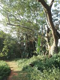 Image result for Aneilema dregeanum