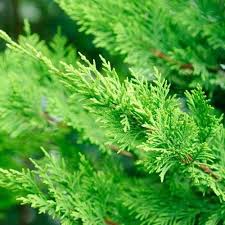 Arbre Qui Pousse Vite Notre Top 10 Des Arbres A Croissance Rapide En 2020 Arbre Qui Pousse Vite Arbres A Croissance Rapide Croissance Rapide