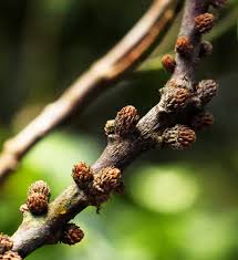 Image result for Cnestis