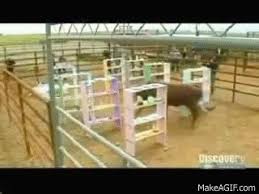 Mythbusters: Bull In A China Shop on Make a GIF