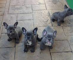 View available puppies, 6 month health guarantee, best testimonials, fast & safe shipping. French Bulldog For Sale Colorado The Y Guide