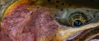 Buy fly shop quality trout flies at wholesale prices we make high quality fishing flies and supply them at wholesale prices per dozen. Catch Fly Fishing Wholesale Flies Best Fly Designs