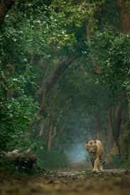 Tumblr Wild Animals Photography Animal Photography Nature Animals