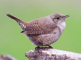 The last several days i have noticed a pair of carolina wrens flying around in our backyard. House Wren Competition The Wood Thrush Shop