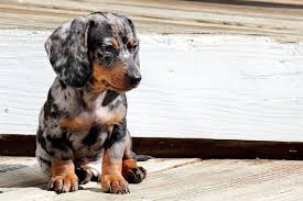 Orúkọ ọmọ Collins Nkan ati Ibẹrẹ