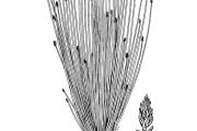 Image result for Eleocharis complanata