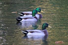 Birds Native To Virginia Beach 20151106 4316 Jpg Virginia Beach Beach Species