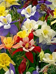 Image result for Aquilegia vulgaris `Tower Mix`