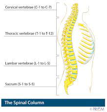The backbone of dna is based on a repeated pattern of a sugar group and a phosphate group. Anatomy Library For Back Pain And Neck Pain Spinenevada Minimally Invasive Spine Institute