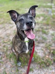 The Jacksonville Humane Society