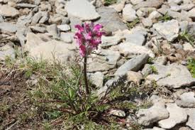 Image result for Sopubia ramosa