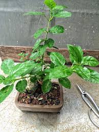 Image result for Premna velutina