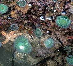 Pin By Studio 98110 On What Makes Me Happy Santa Cruz Tide Pools Mosaic Pool