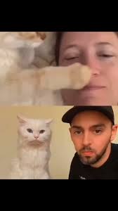 @catportray's video Tweet