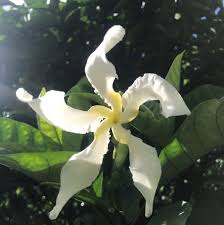 Image result for Glyphaea tomentosa