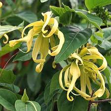 Whitebellied treepie, hill myna, parakeets, drongos. Ylang Ylang Trees For Sale Fastgrowingtrees Com