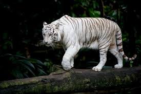 The tiger is the largest cat species, recognisable for their pattern of dark vertical stripes o. Top 16 White Tiger Facts Diet Habitat Genetics More Facts Net