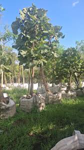 Image result for Cavacoa aurea