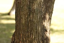 Image result for Millettia bussei