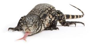 Black And White Tegu Lizard For Sale Columbian Tegu For Sale Tegu Lizard Tegu Lizard