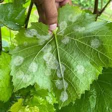 Image result for peronospora grapevine