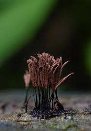 Image result for Stemonitis splendens