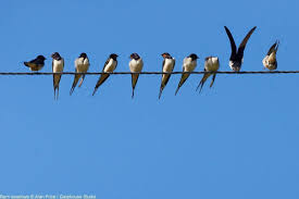 Barn swallows often cruise low, flying just a few inches above the ground or water. 24lkqhptvn9vum