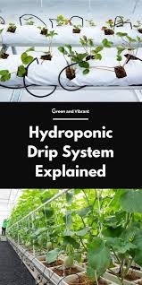 Hydroponic Drip System Explained Trees Com