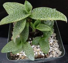 Image result for Ledebouria Unidentified sp. no6.